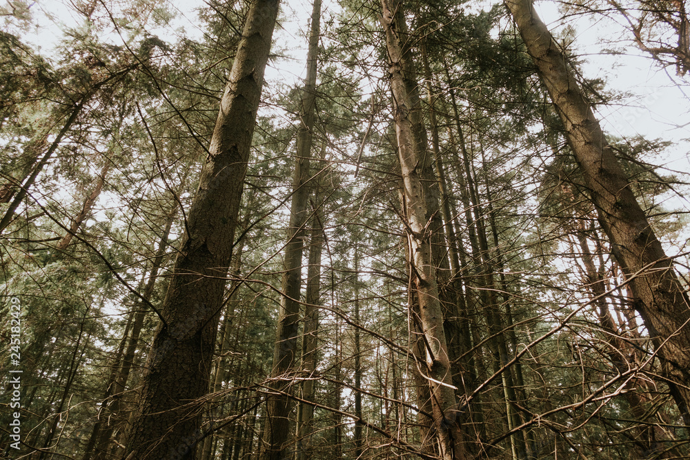 Forest Forest