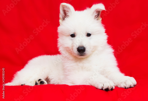white swiss shepherd puppy looking on red background