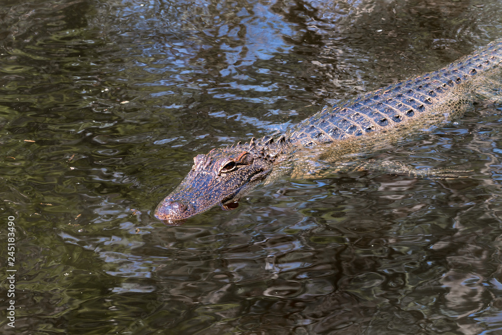 Obraz premium Floating Alligator in Swamp