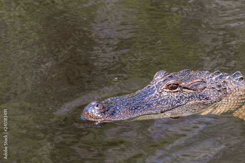 Alligator Stare in Swamp