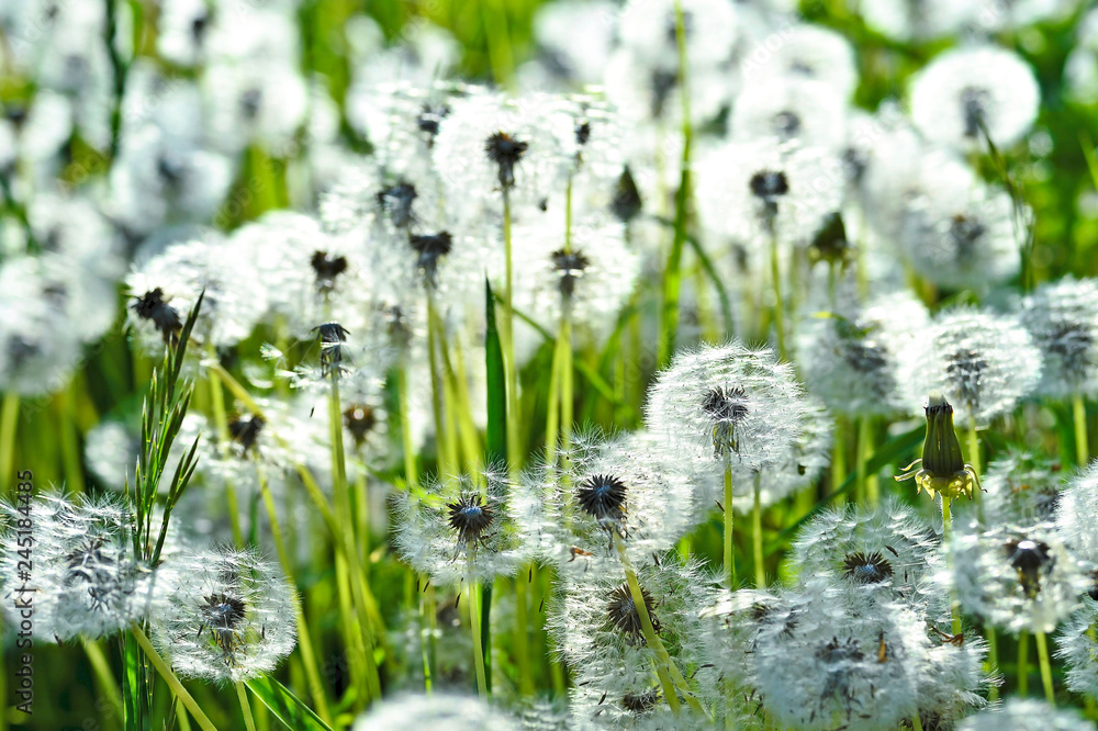Dandelions in the meadow in the sunlight. Background Dandelions in the meadow in the sunlight. Background