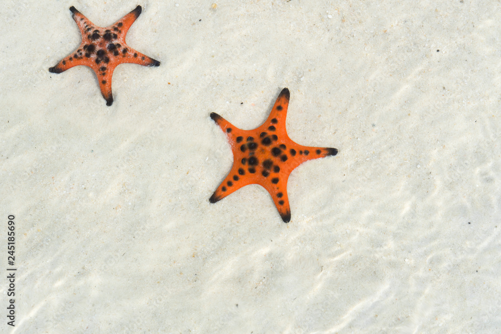 Starfishes on the Phu quoc island , beautiful red starfish in crystal clear sea, travel concept on tropical starfish beach Starfishes on the Phu quoc island , beautiful red starfish in crystal clear sea, travel concept on tropical starfish beach