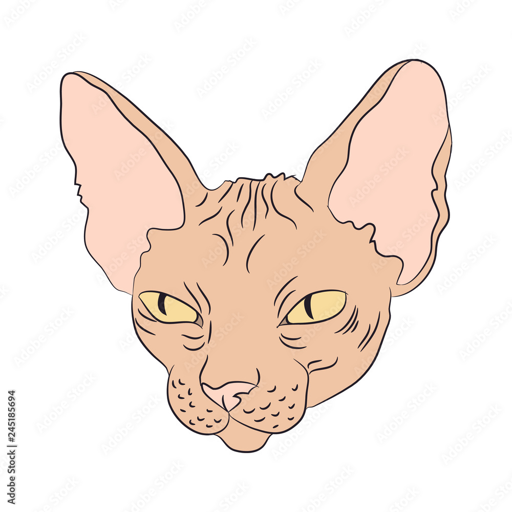 Fototapeta premium cat portrait, vector, white background