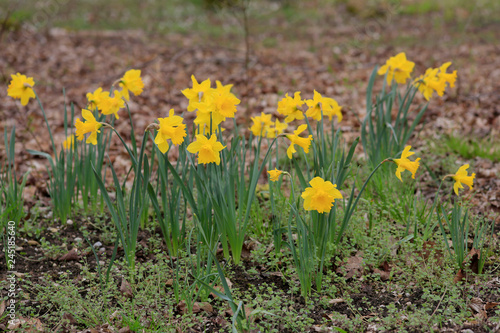 Gelbe Narzisse (Narcissus pseudonarcissus), Blüten