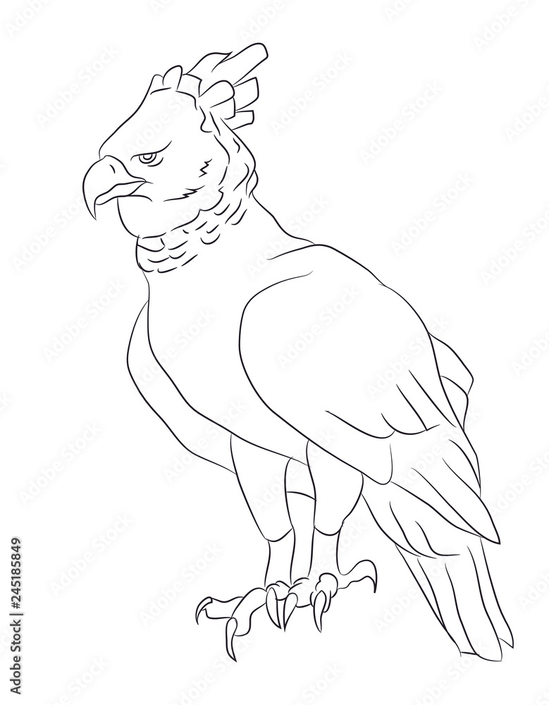 eagle sits, lines, vector eagle sits, lines, vector
