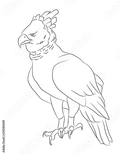 Wallpaper Mural eagle sits, lines, vector Torontodigital.ca