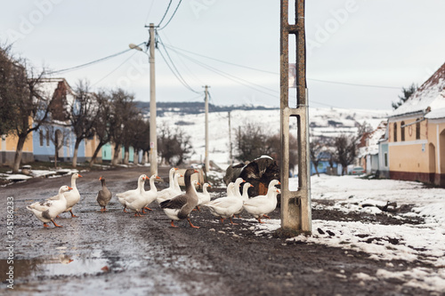 geese crossing the street and eat on winter in viscri village in transylvania, romania. old rural saxon architecture heritage, tourism for unesco world heritage photo