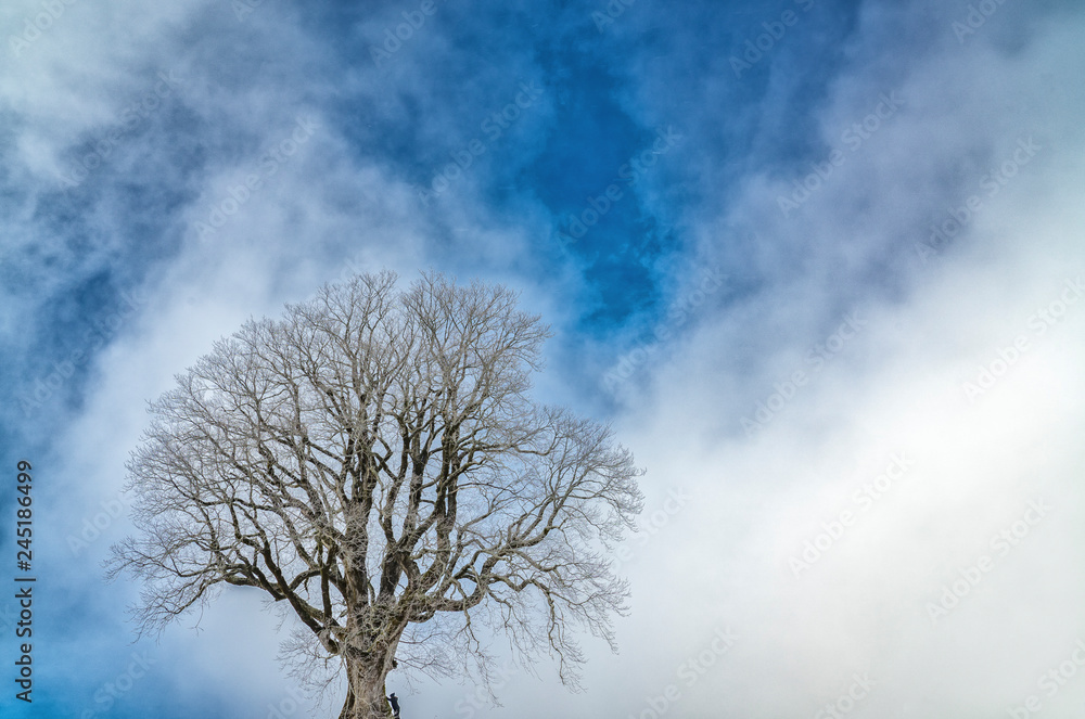 500 years old sycamore maple, mountain maple, in Winter, Allgaue Alps near Oberstaufen, Bavaria, Germany 500 years old sycamore maple, mountain maple, in Winter, Allgaue Alps near Oberstaufen, Bavaria, Germany