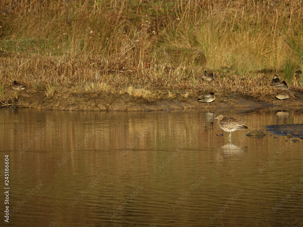 Curlew (Numenius arquata) standing in shallow water, with ducks in background Curlew (Numenius arquata) standing in shallow water, with ducks in background