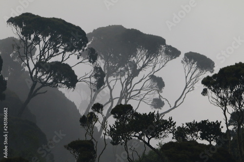 duże drzewa na zboczu lasu deszczowego we mgle o poranku