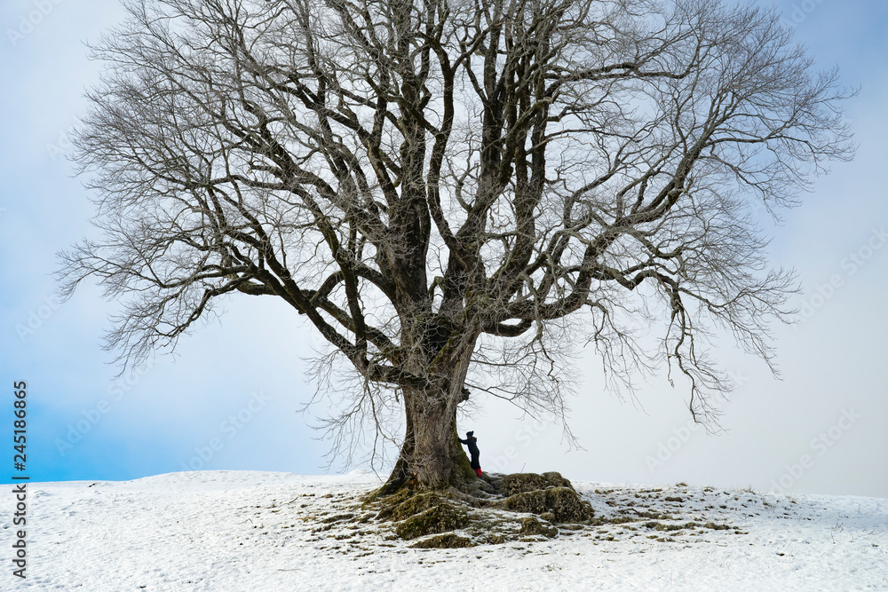 500 years old sycamore maple, mountain maple, in Winter, Allgaue Alps near Oberstaufen, Bavaria, Germany 500 years old sycamore maple, mountain maple, in Winter, Allgaue Alps near Oberstaufen, Bavaria, Germany