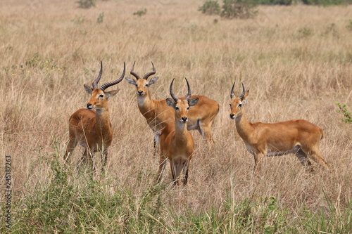 pasące się antylopy wśród wyschniętych traw wielkiej równiny afrykańskiej © KOLA  STUDIO