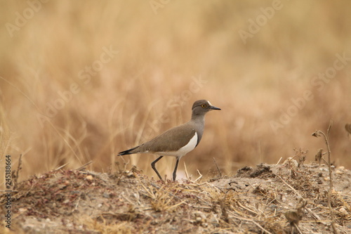 mały beżowy afrykański ptak wśród wyschniętych traw © KOLA  STUDIO