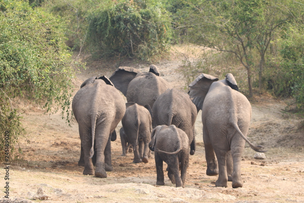 stado afrykańskich słoni w naturalnym środowisku w parku serengeti