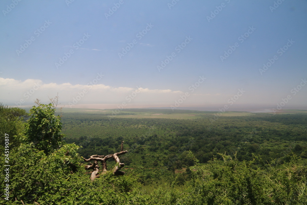 wielka równina afrykańska serengeti w bujnej zieleni po porze deszczowej - obrazy, fototapety, plakaty 