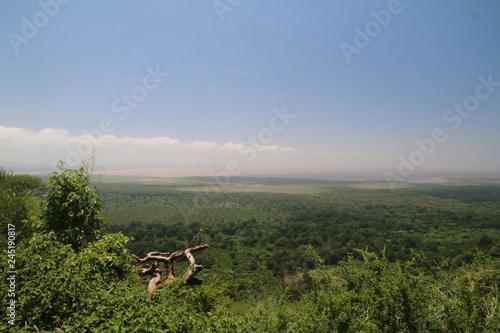 wielka równina afrykańska serengeti w bujnej zieleni po porze deszczowej © KOLA  STUDIO