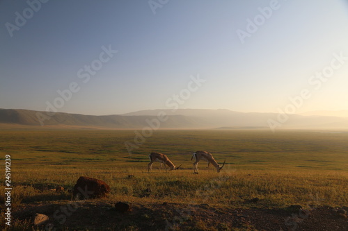 dwie samotne antylopy pas  ce si   na wielkiej r  wninie afryka  skiej w parku serengeti o poranku