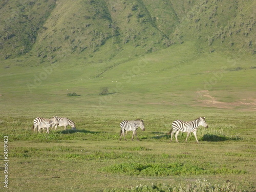 zebry z oddali na wielkiej afrykańskiej równinie w parku serengeti © KOLA  STUDIO