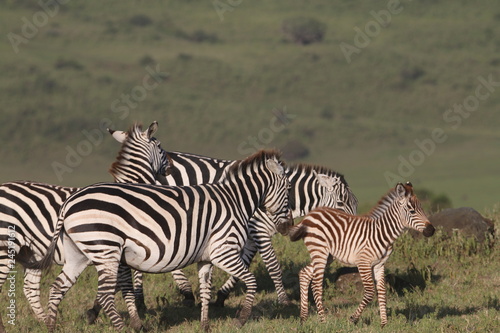 stado zebr wypasających się na równinie w naturalnym środowisku © KOLA  STUDIO