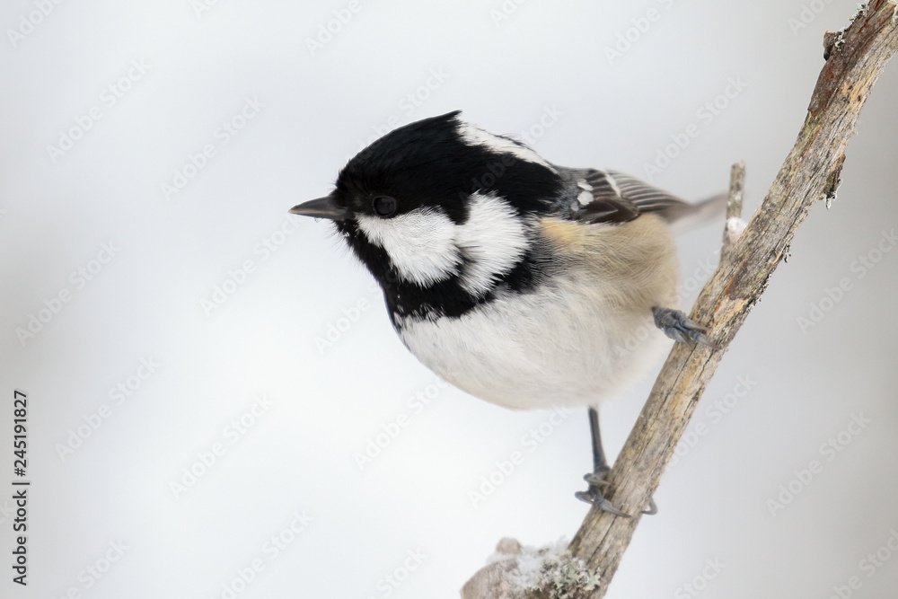 Fototapeta premium coal tit in winter