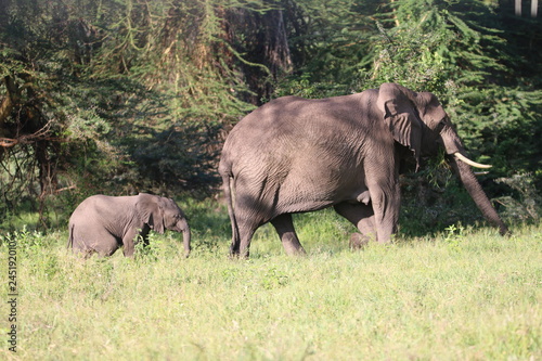 słonica z młodym słoniątkiem idąca pośród traw i drzew na afrykańskiej równinie serengeti