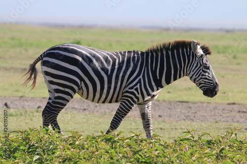 samotna zebra na tle afrykańskiej równiny serengeti © KOLA  STUDIO