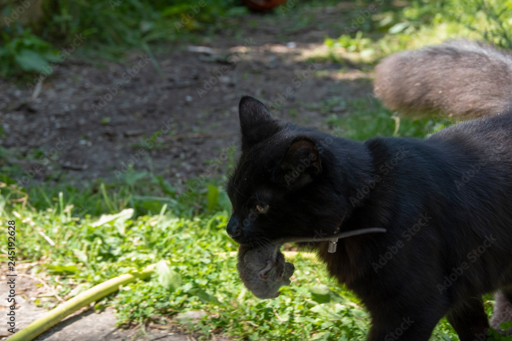 Obraz premium Cat and mouse