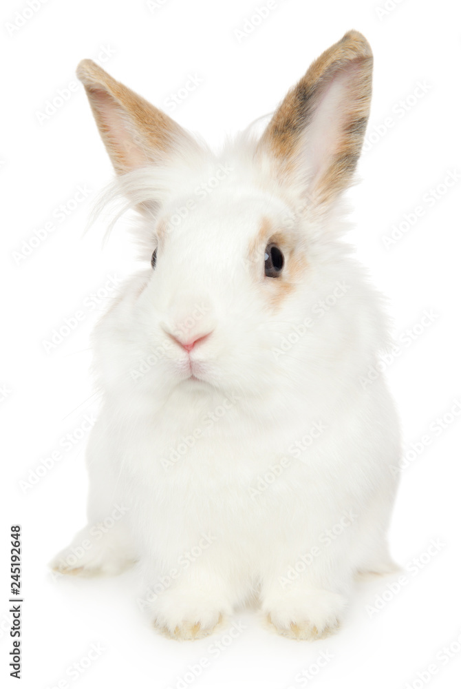 Portrait of a young Rabbit on a white background