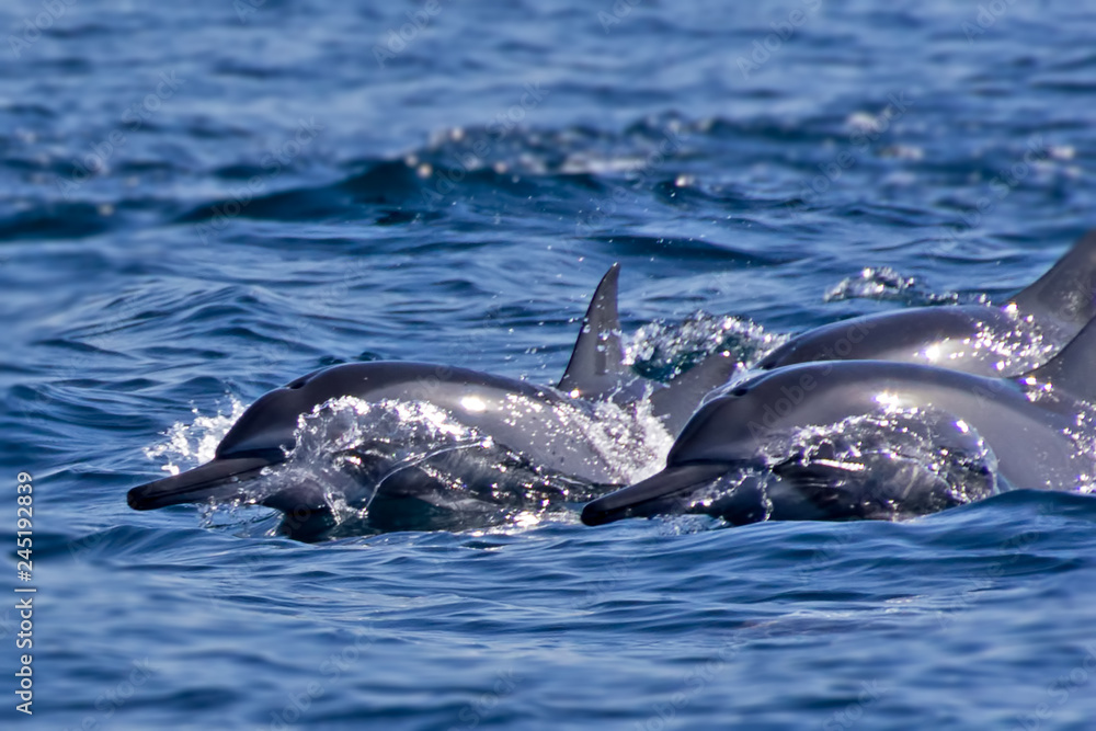 Group of bottlenose dolphins swimming in the fjords of Oman at Khasab Group of bottlenose dolphins swimming in the fjords of Oman at Khasab