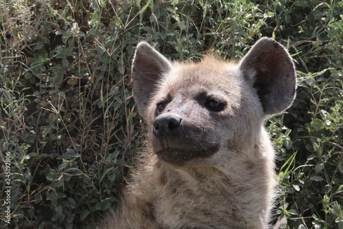 pysk hieny z bliska w słoneczny dzień photo
