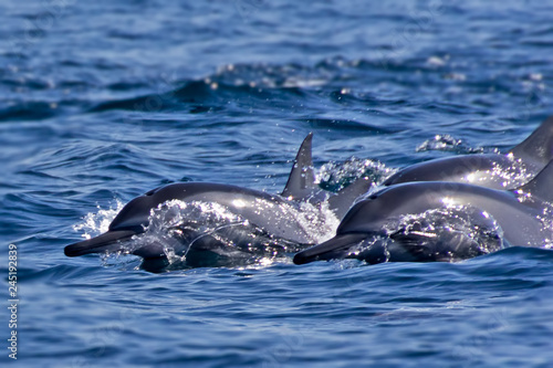 Fotografering Group of bottlenose dolphins swimming in the fjords of Oman at Khasab