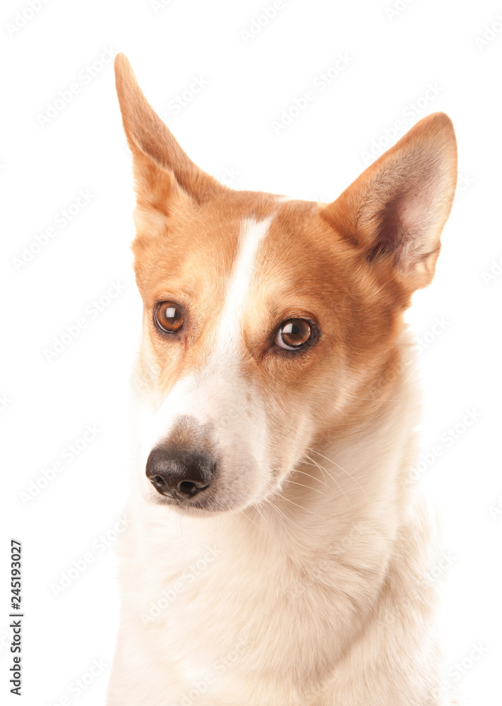 Fototapeta premium Northern spitz
