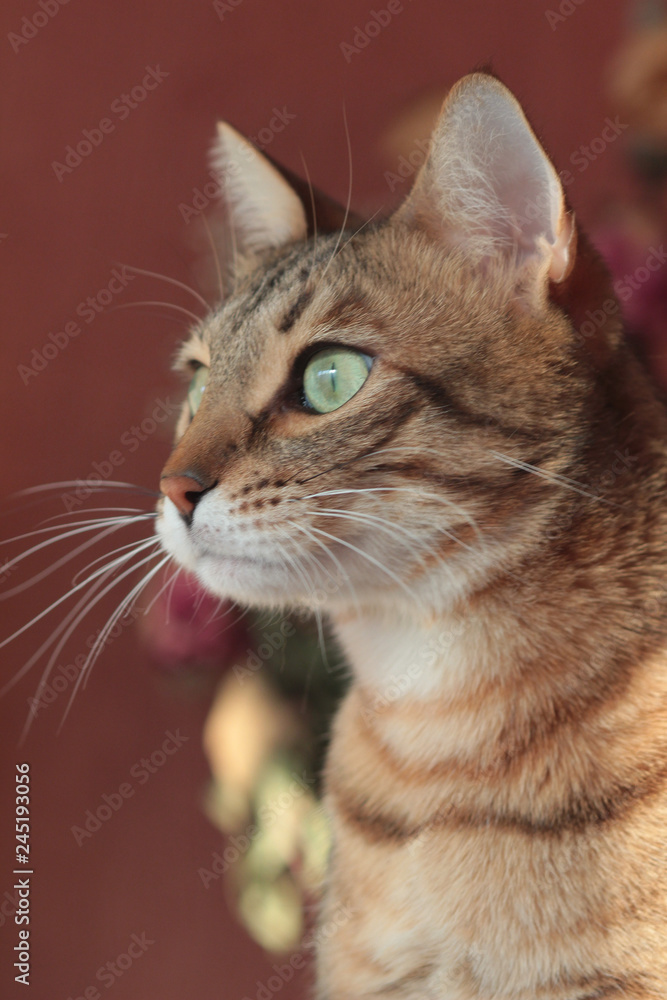 cat with big green eyes looking left