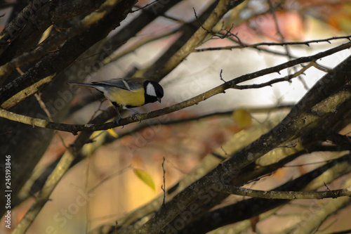Wallpaper Mural Mésange Torontodigital.ca