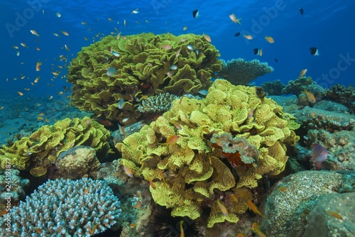 School of fish near Disc Coral (Turbinaria mesenterina), Red Sea, Dahab, Egypt, Africa photo