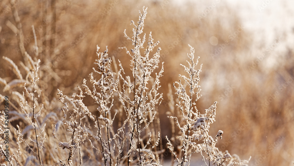 Fototapeta premium Branches of a bush covered with hoarfrost in the warm rays of the rising sun at sunrise. Shallow focus.
