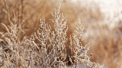 Branches of a bush covered with hoarfrost in the warm rays of the rising sun at sunrise. Shallow focus. © mark_ka