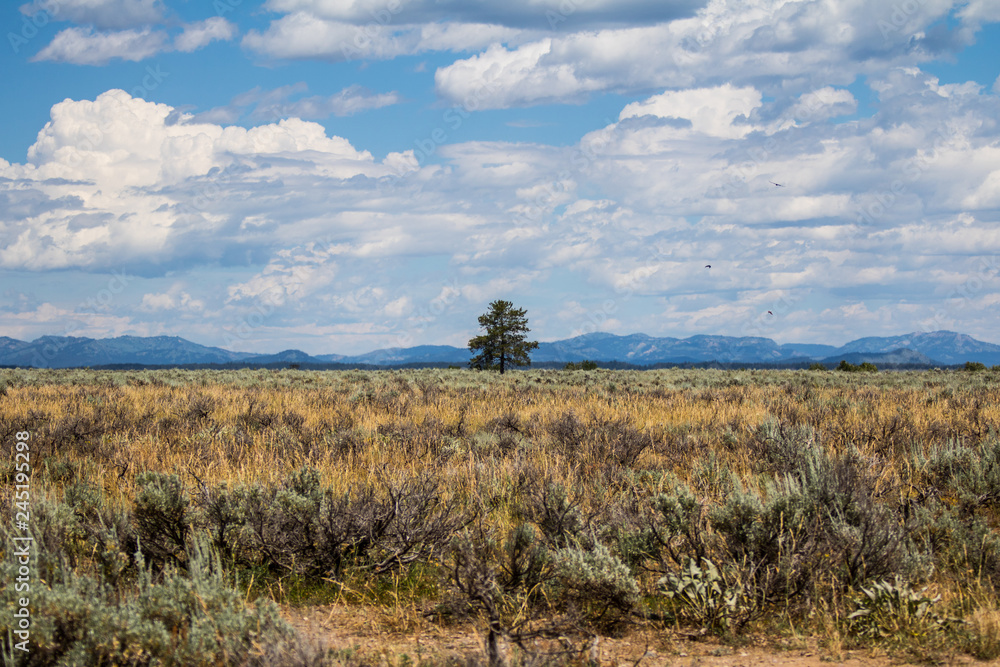 Lonely Tree at Grand Tetons Lonely Tree at Grand Tetons