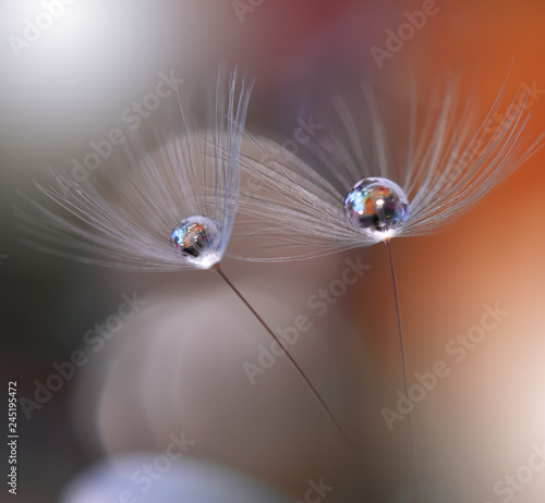 Fototapeta Naklejka Na Ścianę i Meble -  Beautiful macro shot of magic flowers. Border art design. Magic light.Extreme close up macro photography.Conceptual abstract image.Orange Background.Fantasy Art.Creative Wallpaper.Dandelions.