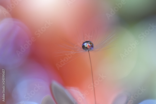 Fototapeta Naklejka Na Ścianę i Meble -  Beautiful macro shot of magic flowers. Border art design. Magic light.Extreme close up macro photography.Conceptual abstract image.Orange Background.Fantasy Art.Creative Wallpaper.Dandelions.