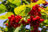 Bunches of red viburnum berries on a tree
