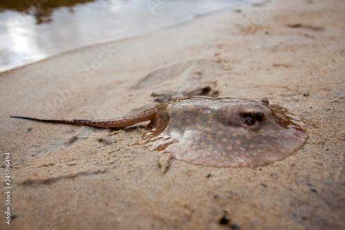 Baby Stingray / Stech-Rochen aus dem Amazonas photo