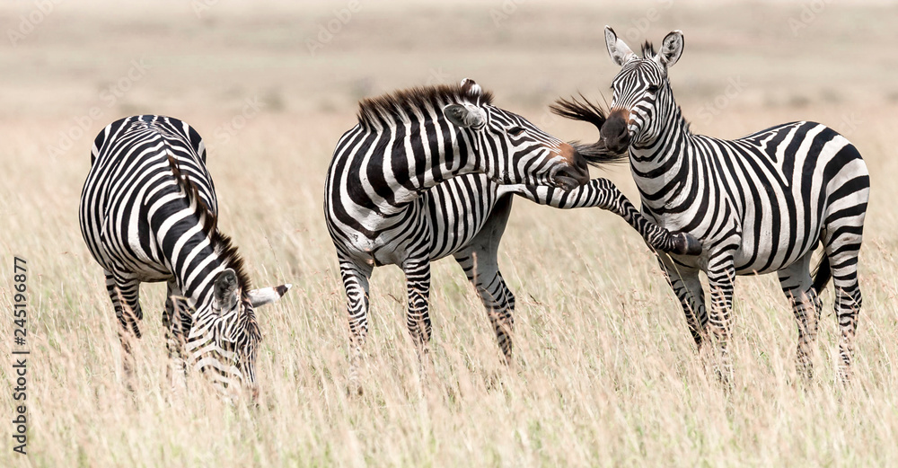 Obraz premium zebra in africa