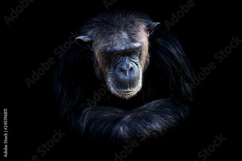 Billede på lærred baboon