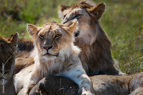 lion in the Masai Mara