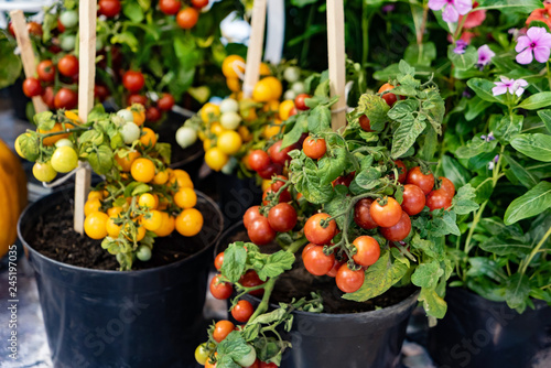 small cherry tomato plants in the pots