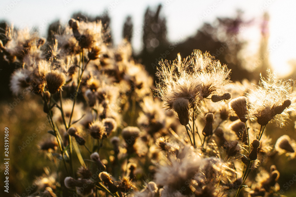 Obraz premium close up of dandelions at the sunset