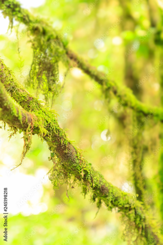 Obraz premium Mountain moss on tree in cloud rain forest close-up with sunlight for background or wallpaper