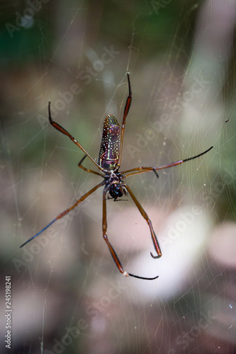riesige Spinne auf ihrem Netz im Regenwald von Südamerika