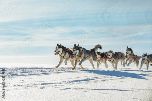 Fototapeta Naklejka Na Ścianę i Meble -  A team of four husky sled dogs running on a snowy wilderness road. Sledding with husky dogs in winter czech countryside. Group of hounds of dogs in a team in winter landscape.